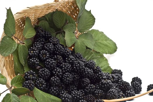 Blackberries isolated on a white background.