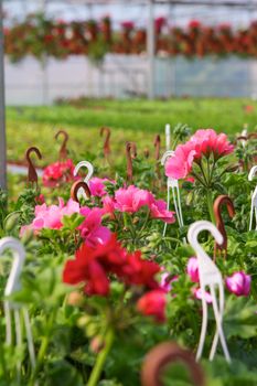 Glasshouse with pelargoniums