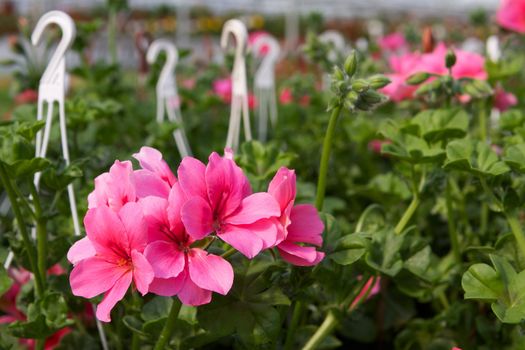 Glasshouse with pelargoniums