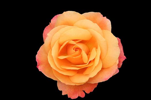 Beautiful isolated orange and pink rose blossom