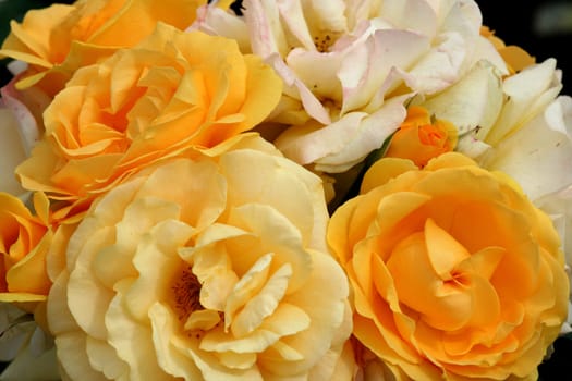 Group of pretty yellow roses, named Julia Child, shallow DOF