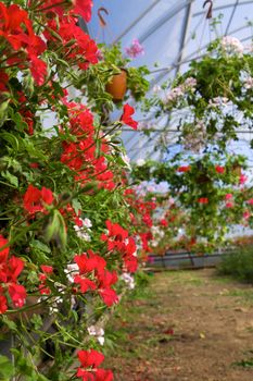 Glasshouse with pelargoniums