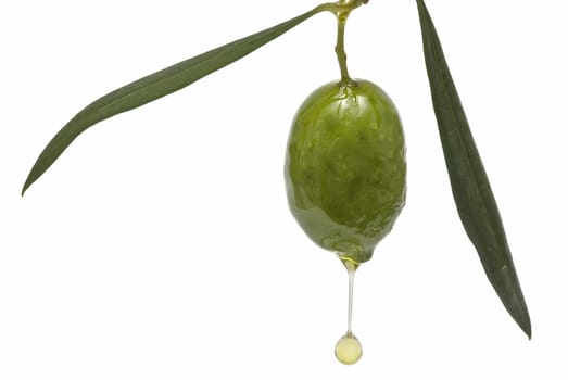 One olive with some oil dripping from it.