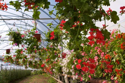 Glasshouse with pelargoniums