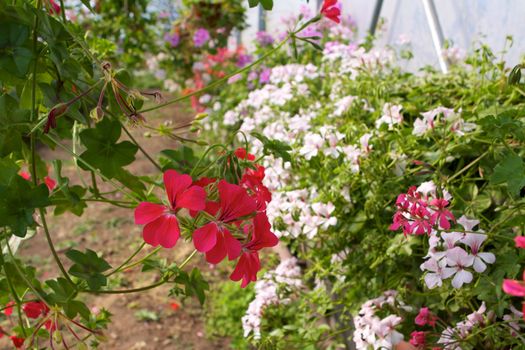 Glasshouse with pelargoniums