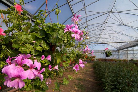 Glasshouse with pelargoniums