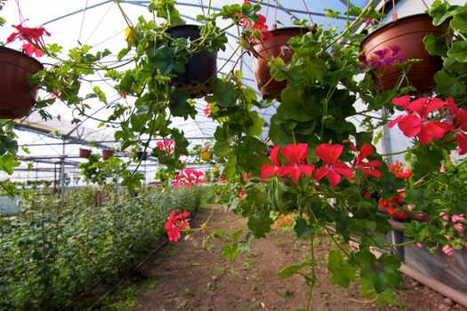 Glasshouse with pelargoniums