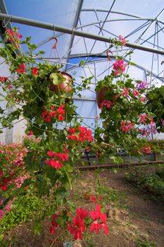 Glasshouse with pelargoniums