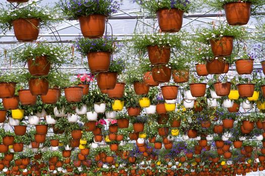 Glasshouse with flowers