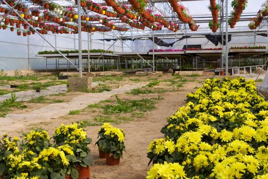 Glasshouse with flowers