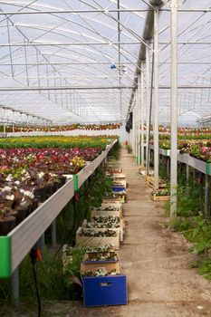 Glasshouse with flowers