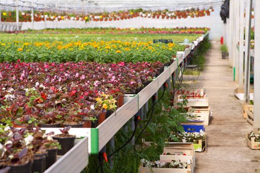 Glasshouse with flowers