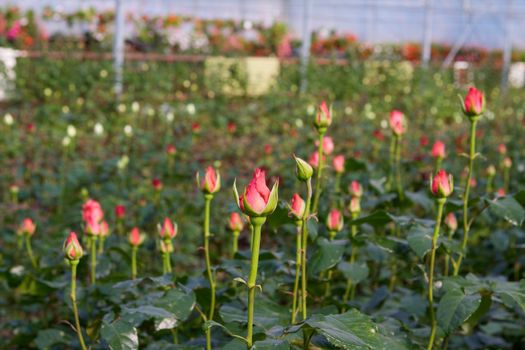 Glasshouse with roses