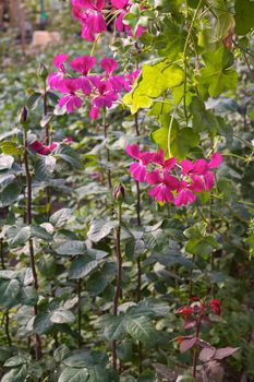 Glasshouse with flowers