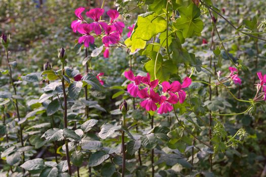 Glasshouse with flowers