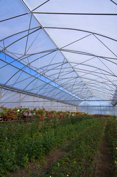 Glasshouse with flowers