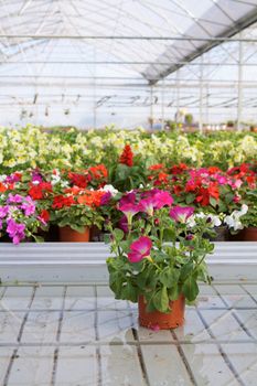 Glasshouse with flowers