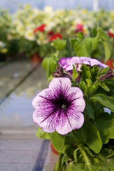 Glasshouse with flowers