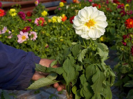 Garden with dahlias