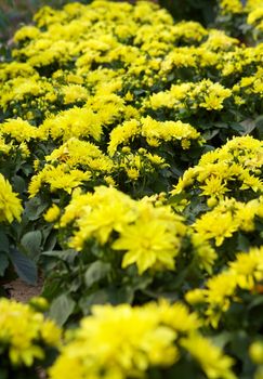 Garden with yellow dahlias