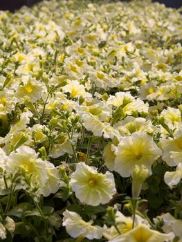 Yellow petunia