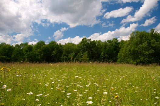 Meadow of wildflowers under a bright, cloudy blue sky, bordered with a forest of trees.