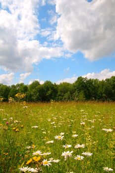 Meadow of wildflowers under a bright, cloudy blue sky, bordered with a forest of trees.