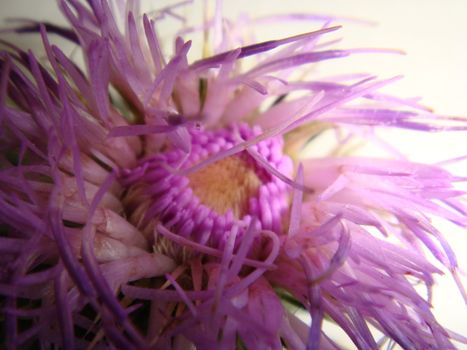 A close up of a thistle head
