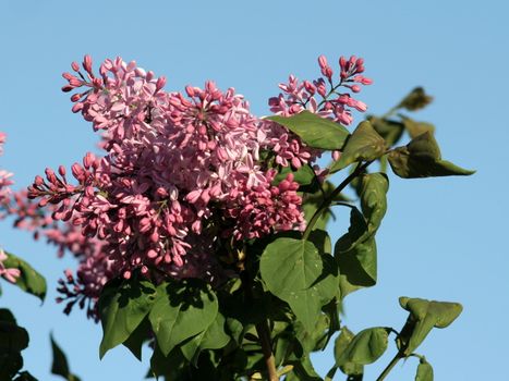 Branch of the purple lilac on the sky background 2