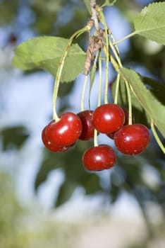  big sweet and juicily cherries on a Tree.