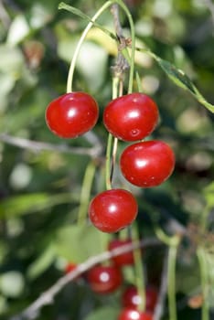 big sweet and juicily cherries on a Tree.