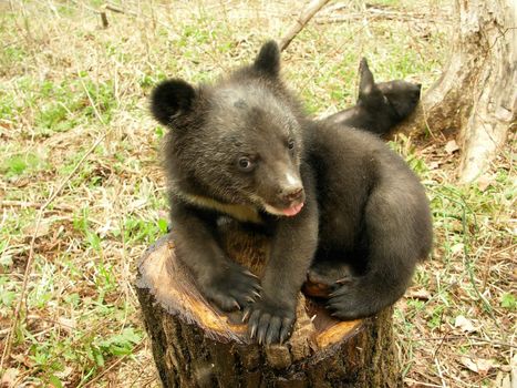 Bear cub in the center of rehabilitation of animals