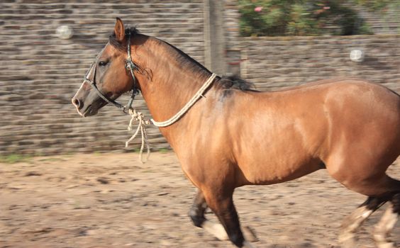 Chestnut Horse running