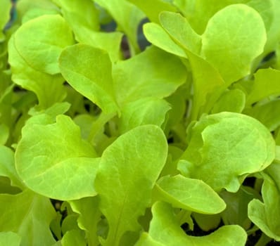 Young lettuce seedlings, named variety "Salad Bowl"