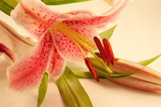 Close up capturing a single lilly flower arranged over a neutral background.