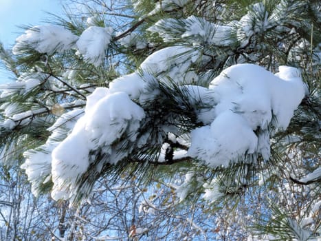 Snow on the pine needles of a tree shown close up.