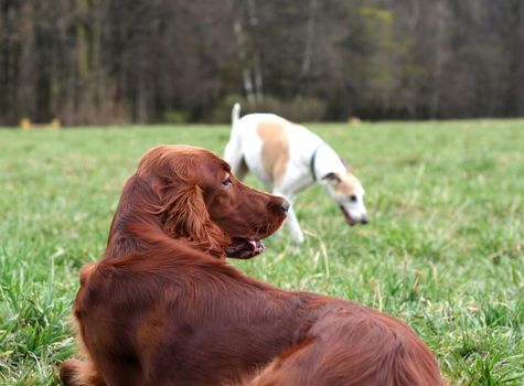 two playing dogs on the field
