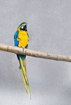 Blue-and-yellow Macaw (Ara ararauna)