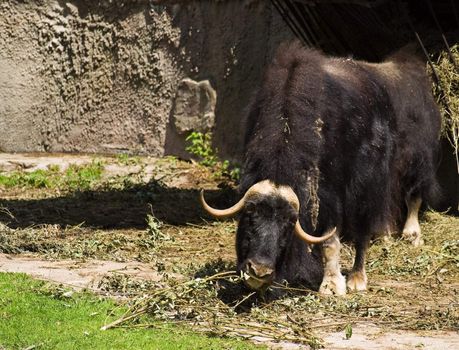 Muskox (Ovibos moschatus)