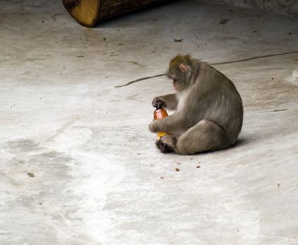 Japanese Macaque with a Brown Bottle