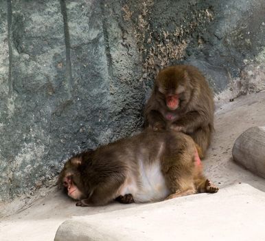 Two Japanese Macaques