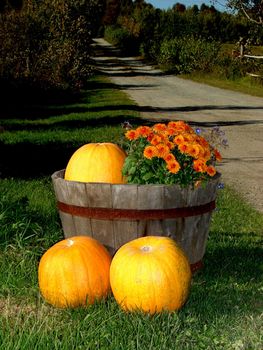 Pumpkins and flowers decorating a driveway