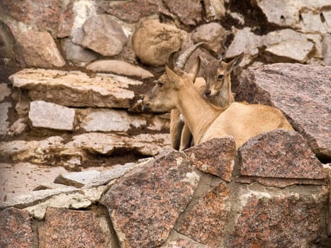 East Caucasian Ibex with a Kid