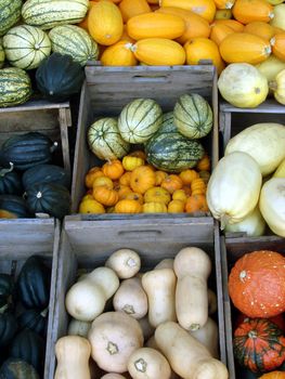 Squashes in wooden boxes at the market