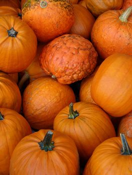 Close-up of small pumpkins in an autumn scene