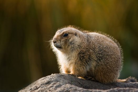 Prairie dog in warm winterfur with autumn colors in background, sitting on the edge of its burrow