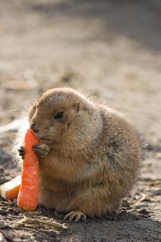 Prairie dog having a good meal with a big carrot - vertical image