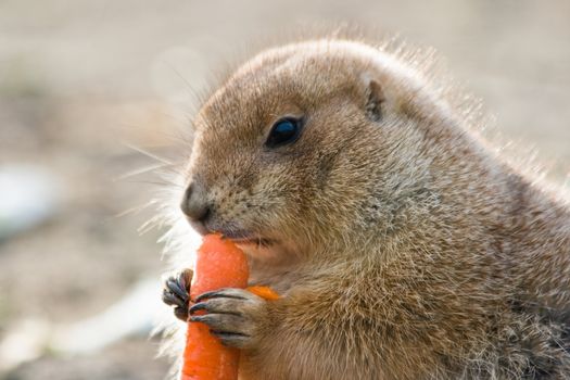 Prairie dog having a good meal with a big carrot