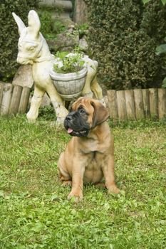 A bullmastiff puppy sitting in a garden.