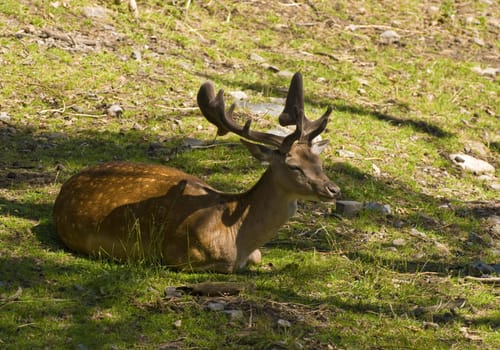 Lonely deer laying in the grass